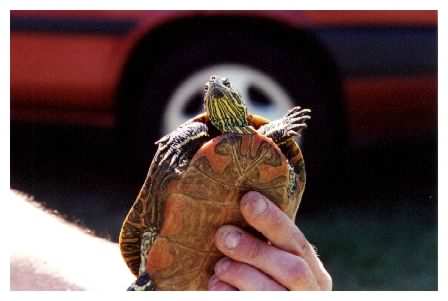 Western Painted Turtle