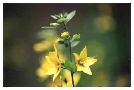 Yellow Loosestrife