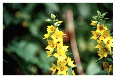 Yellow Loosestrife