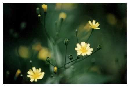 Yellow Hawkweed - Hieracium praealtum