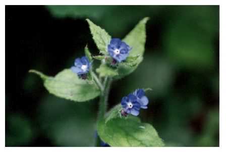 Green Alkanet, Pentaglottis sempervirens