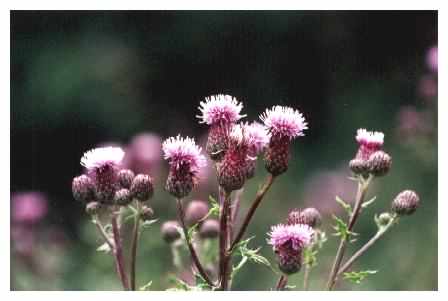 Creeping Thistle