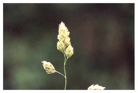 Cocksfoot - Dactylis glomerata