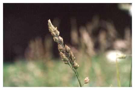 Cocksfoot - Dactylis glomerata