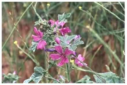 Common Mallow