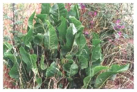 Broad Leaved Dock