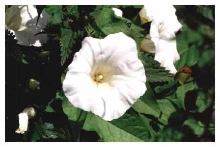 Hedge Bindweed