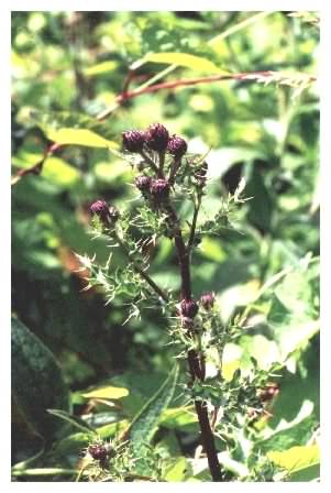 Creeping Thistle