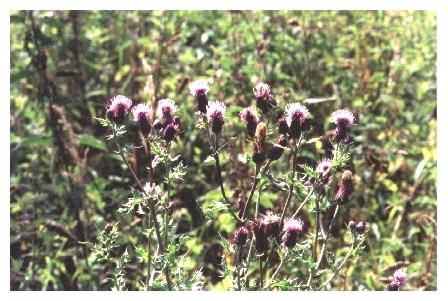 Creeping Thistle