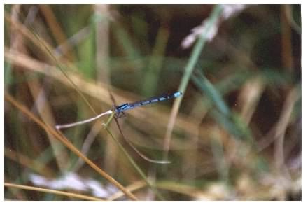 Common Blue Damselfly