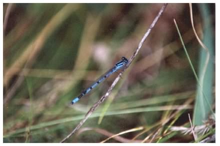 Common Blue Damselfly