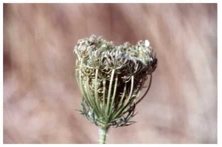 Wild Carrot