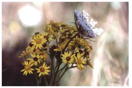 Common Ragwort