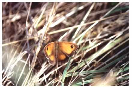 Gatekeeper Butterfly