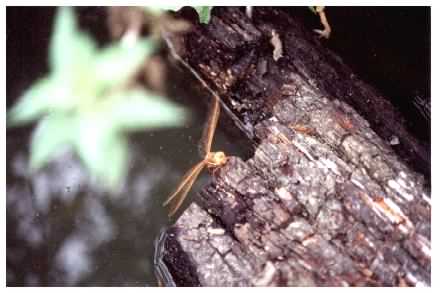 Brown Hawker dragonfly - Aeshna grandis