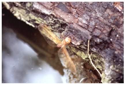 Brown Hawker dragonfly - Aeshna grandis