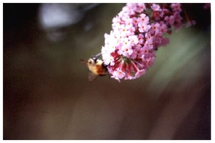 Bee on Buddleia