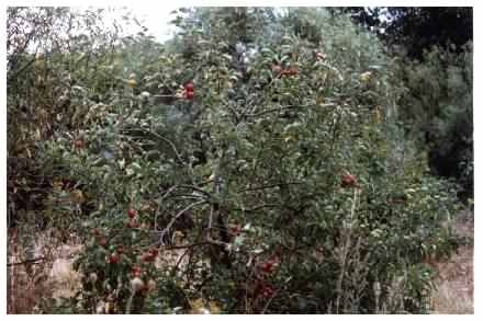 Crab Apple Habit