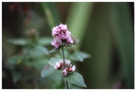 Water Mint flowers