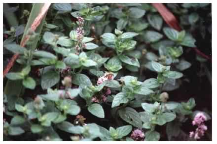 Water Mint habit