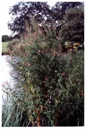 Great Willowherb