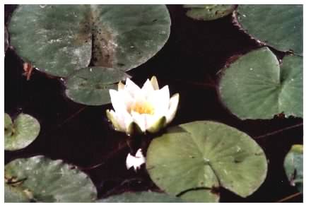 White Waterlilly