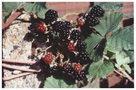 Bramble / Blackberry