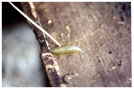 Leech - Protoclepsis tasselata