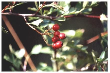 Hawthorn berries