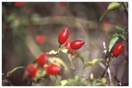 Dogrose fruit