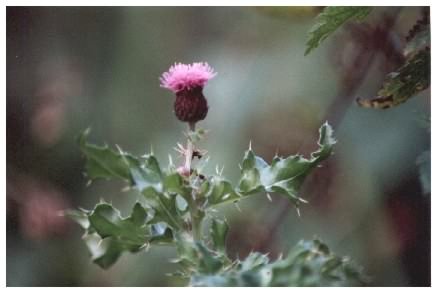 Creeping thistle