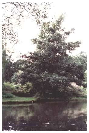 Alder