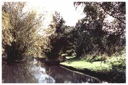 Pond view - reclaimed bank