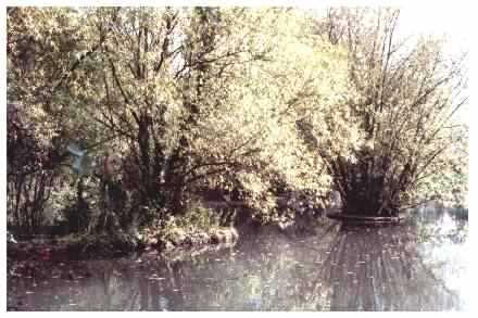 Pond view - central islands