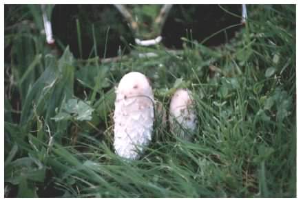 Shaggy Inkcap