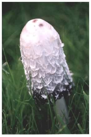 Shaggy Inkcap