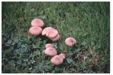 Fried Chicken Mushroom, Lyophyllum decastes