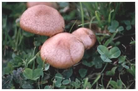 Fried Chicken Mushroom, Lyophyllum decastes