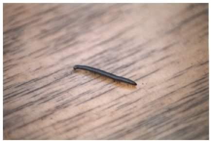 Unknown Millipede