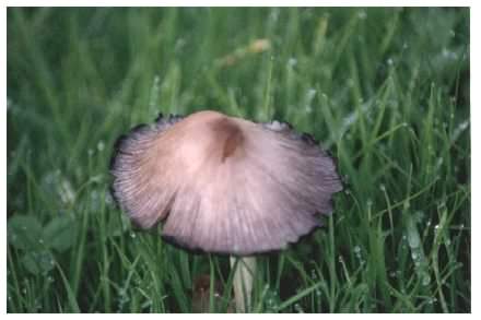 Common Inkcap - Coprinopsis atramentaria