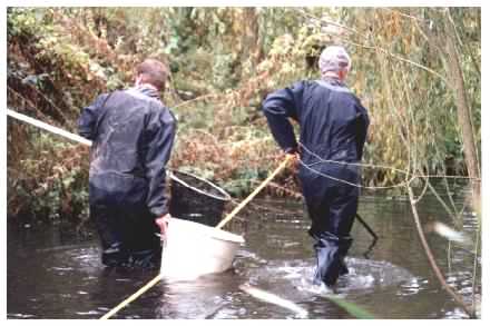 Fish Sampling