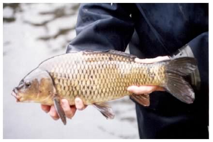 Common Carp