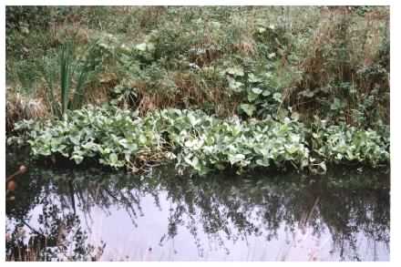 Bogbean - habit