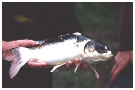 Koi Carp