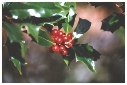 Holly Berries