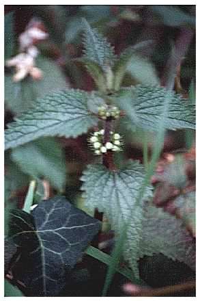 White Dead-nettle