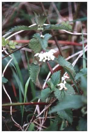 White Dead-nettle