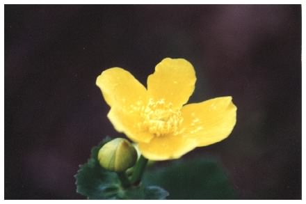 Marsh Marigold