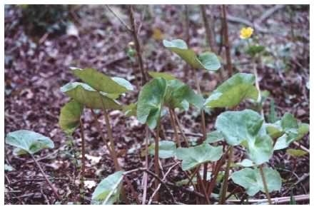 Marsh Marigold