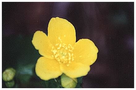 Marsh Marigold